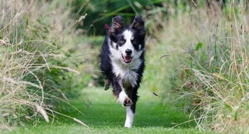 Basic Commands In Dog Training