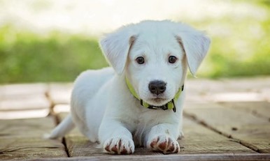 The Different Types of Puppy Training