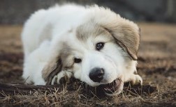 Tips To Prevent Your Puppy Chewing