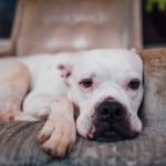 Tips for Dog-Proofing Your Home