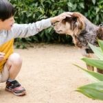 Training a Dog to Come When Called