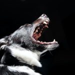 Understanding Barking Dog Training