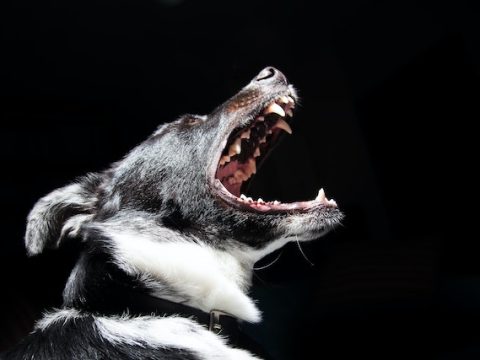 Understanding Barking Dog Training