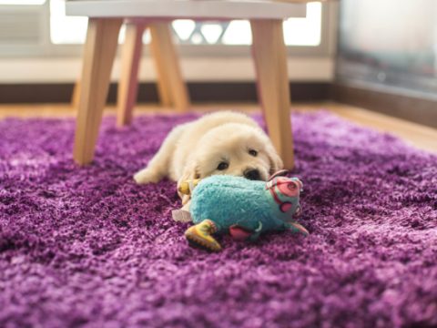 Best Toys For Dogs To Keep Them Busy