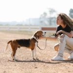 Best Training Collars For Dogs
