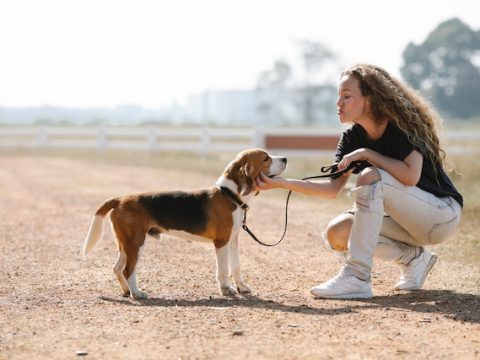 Best Training Collars For Dogs