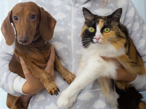 Most Popular Pets In The World